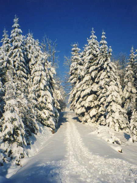 Verschneiter Waldweg von Svor (Röhrsdorf) nach Kytlice (Kittlitz) am Fusse des Malý Buk (Kleiner Buchberg).