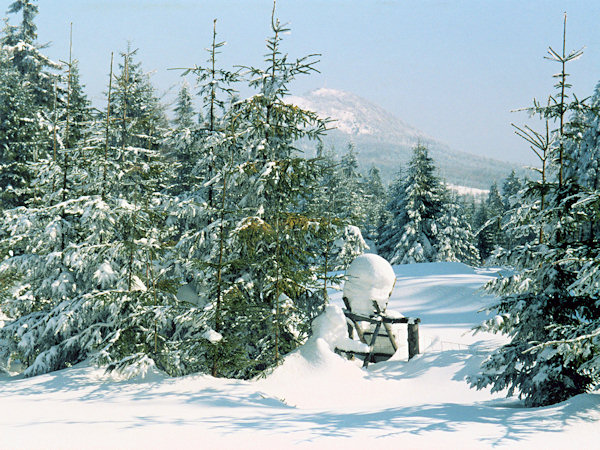 Woods under the Luž hill.