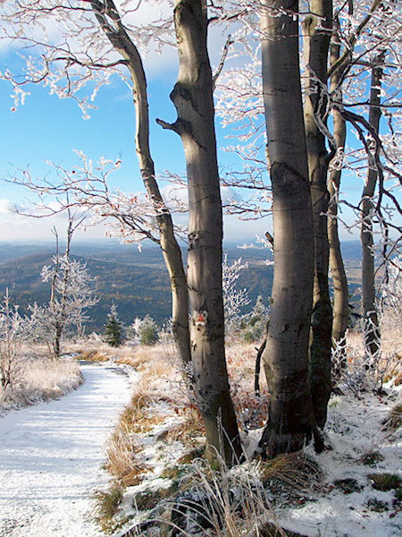 Trees covered in hoarfrost at the Jedlová hill.