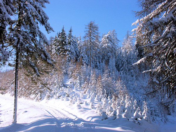 A tree nursery under the Hřebec hill.