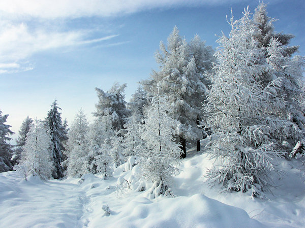 Larchs under the Konopáč ridge.