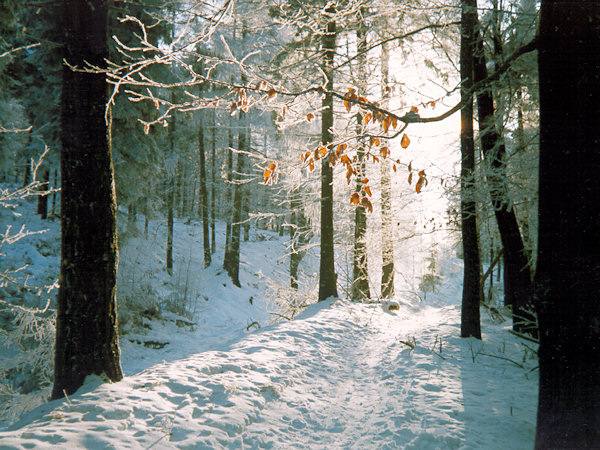 Above the Devil's sunken road (Čertův úvoz).