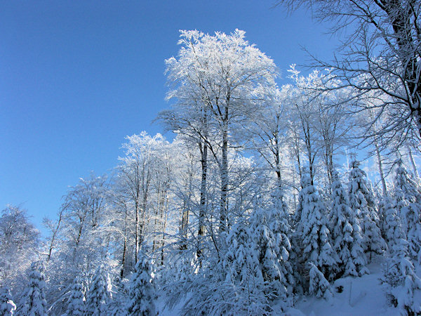 Beeches under the Velká Tisová hill.