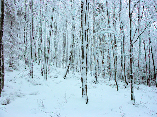 Snow-covered beech wood.
