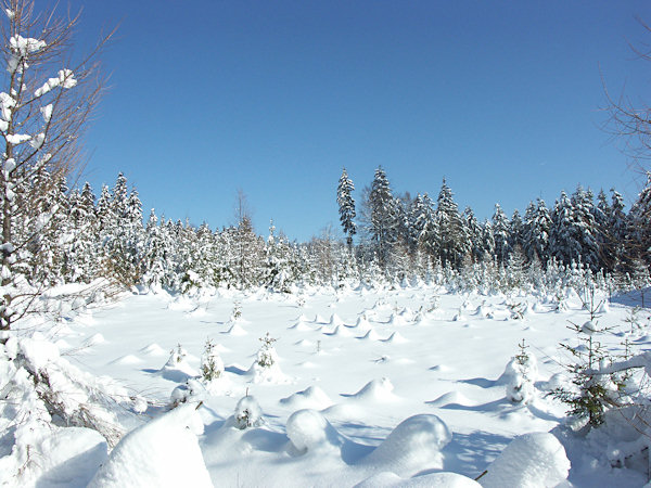 Snowy fairies.