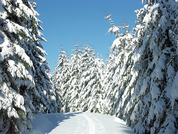 Unter dem Srní hora (Mittelberg).