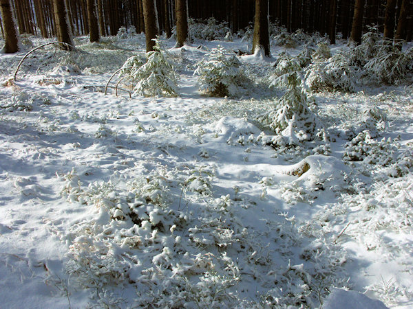 Winterliche Spitzen.