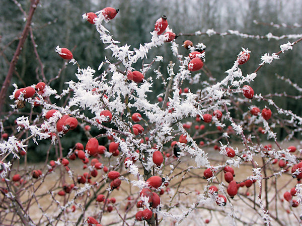 Hagebutten im Winterrock.