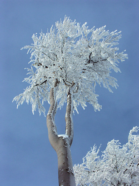 A beech on the Konopáč rock.