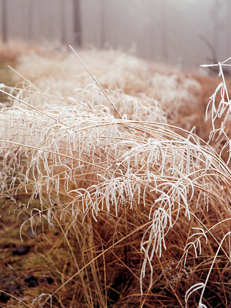 First frost at the sunken road Čertův úvoz (Devils pit).