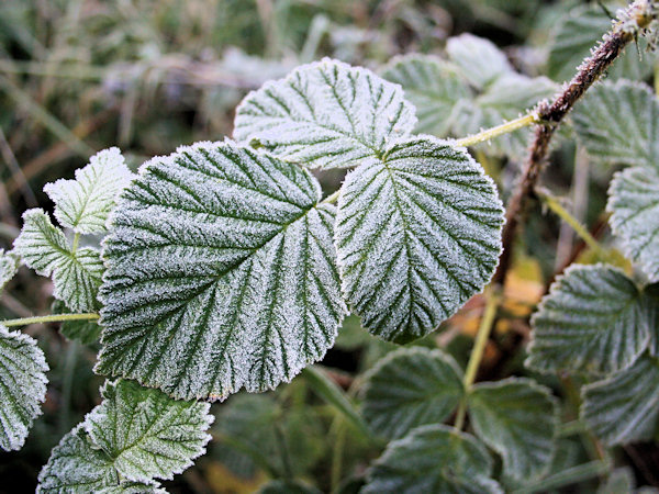 Erinnerung an Himbeeren.