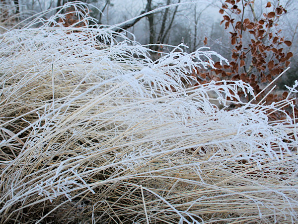 The first hoarfrost.