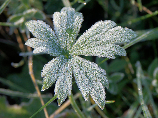 A frosty morning.