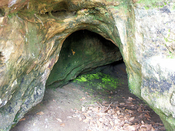 V puklinové jeskyni pod Trávnickým vrchem roste zeleně světélkující mech dřípovičník zpeřený.