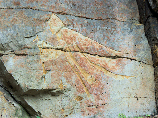 The silhouette of a flying hermit in the Cikánský důl near Sloup.