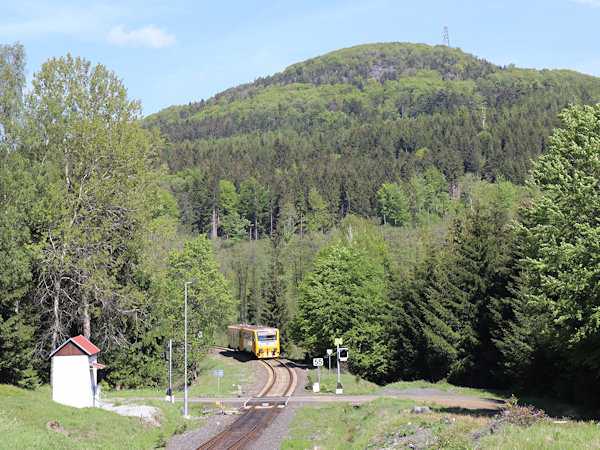 Jedlová (Tannenberg).