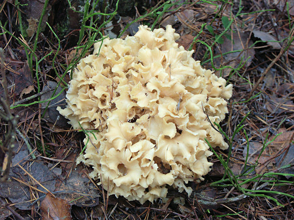 A cauliflower mushroom in a pine wood.