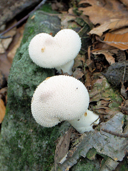 Two common puffballs on the slope of Suchý vrch hill.