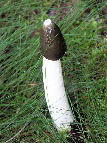 A common stinkhorn in the wood at the Ameisenberg-hill.