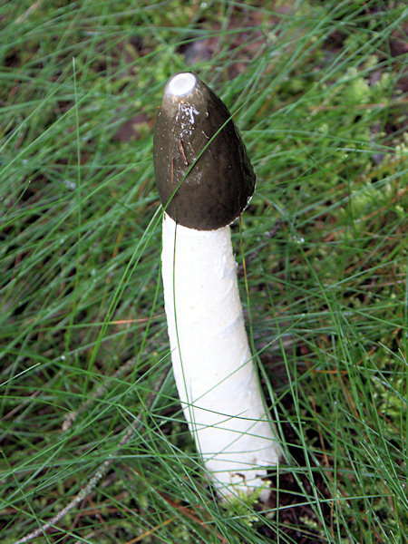 Eine Stinkmorchel im Wald am Ameisenberg.