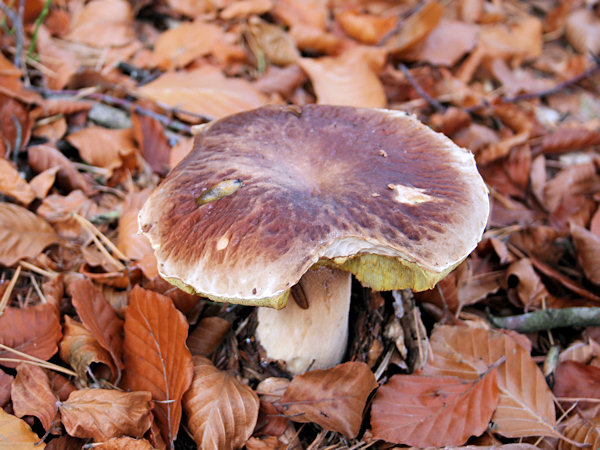 A king bolete between dry beech leaves.