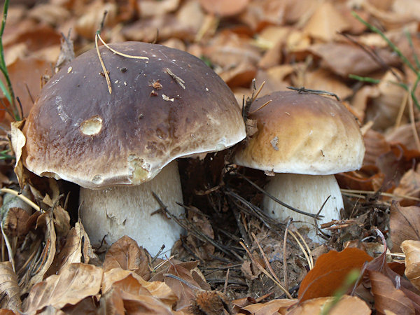 Zwei am Rand eines Buchenbestandes wachsende Steinpilze.