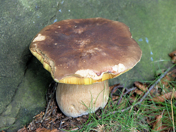 A King bolete on the Malý Stožec hill.