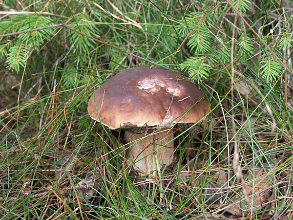 A king bolete hidden under grass in a thicket.