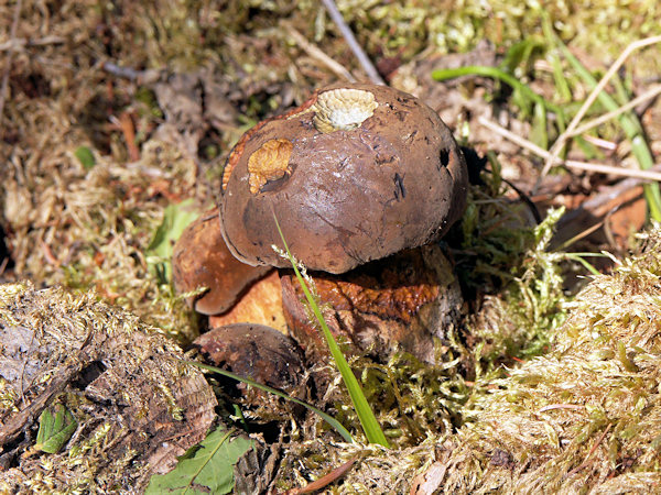 A dotted stem bolete not far from the dam at Chřibská.