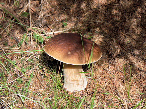 Ein Gemeiner Steinpilz am Felsen der Jelení kameny.