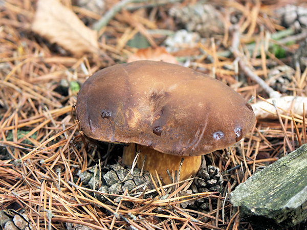 A bay-bolete peeping out from pine needles.