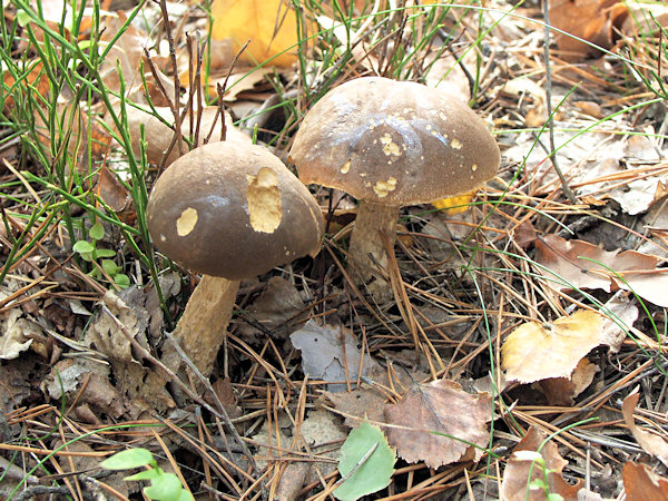 Two birch boletes in the valley under the Trávnický vrch hill.