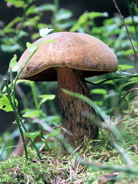 A dotted stem bolete on the Plešivec-hill near Rybniště.