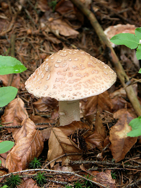 A blushing mushroom under the Bouřný-hill.