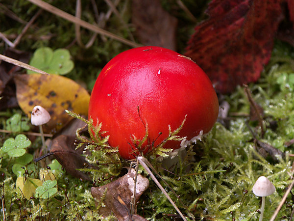 A young fly agaric looking out of the moss.