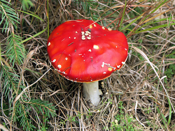 A fly agaric under the Velký Buk-hill.