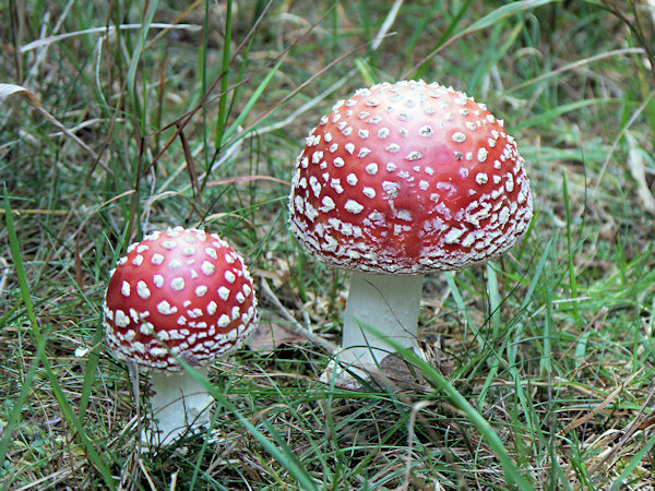 Two fly agarics on the Velká Tisová hill.