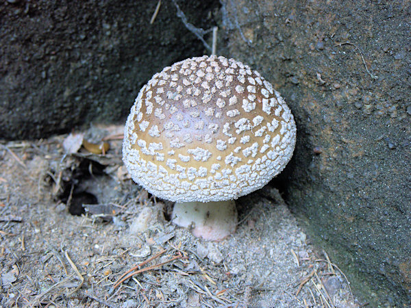 Muchomůrka šedivka ve skalní průrvě Katzenkerbe pod Ameisenbergem.