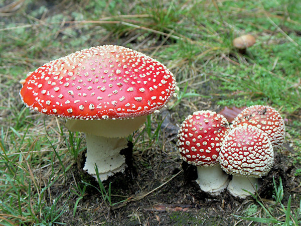 A family of Fly agarics under the Malý Stožec-hill.