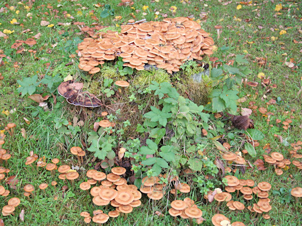 Honey mushrooms on a old stump.