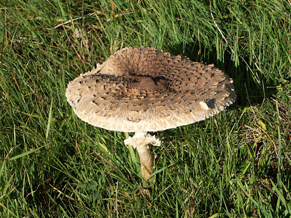A parasol mushroom on the hillside under the Ovčácký vrch.