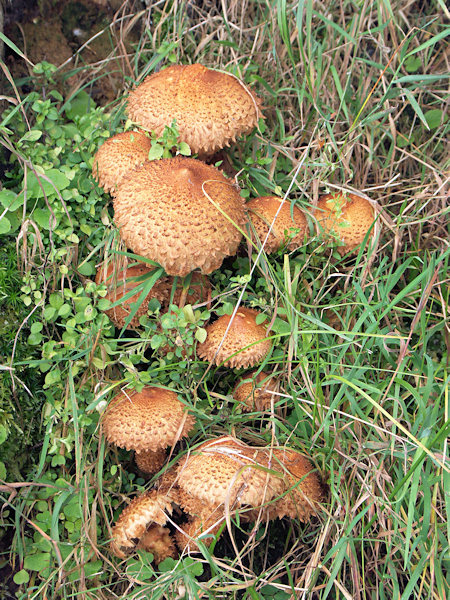 Shoggy scaly caps on a grass-overgrown stump under the Popelová hora hill.