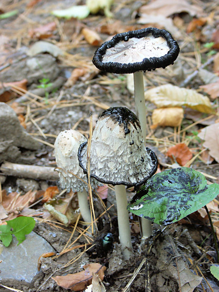 Three shaggy ink caps on the Šišák hill near Sloup.