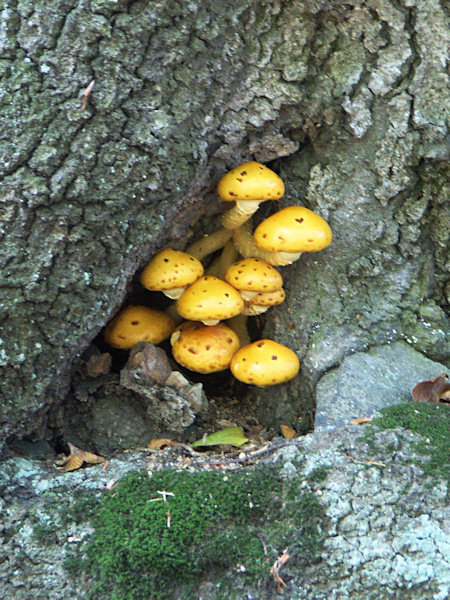 Pholiota adiposa - mushrooms growing from a hole in an old tree at the Suchý vrch.