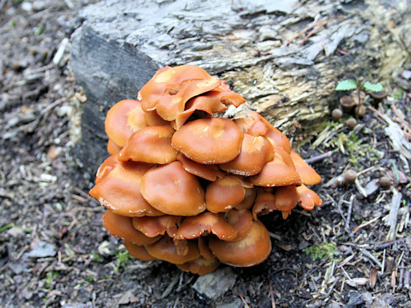 Sheated woodtufts on a rotten woodstump.