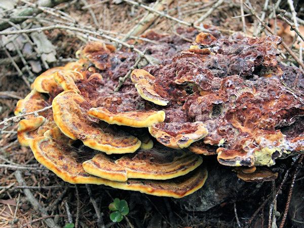 Velvet-top fungus on the rest of an old woodstump.