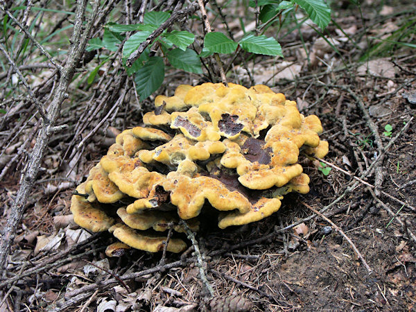 A velvet-top fungus near the way under the Velký Buk hill.