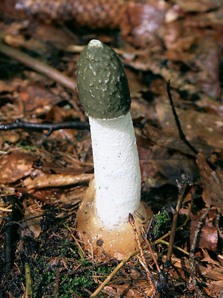 A common stinkhorn at the Javor-hill.