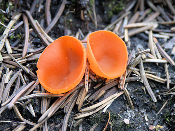 Orange Peel Fungus on the Jedlová hill.