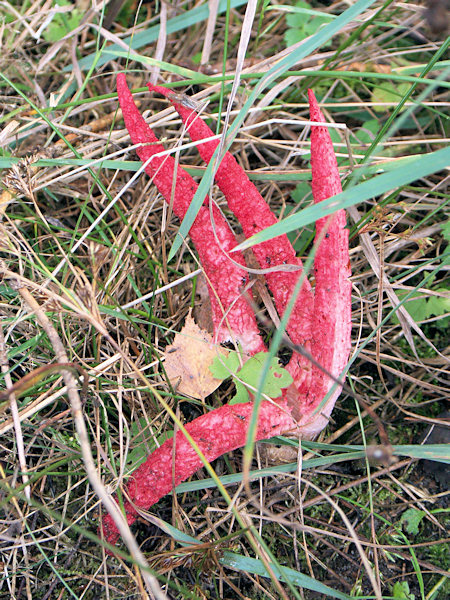 Octopus Stinkhorn near Drnovec.